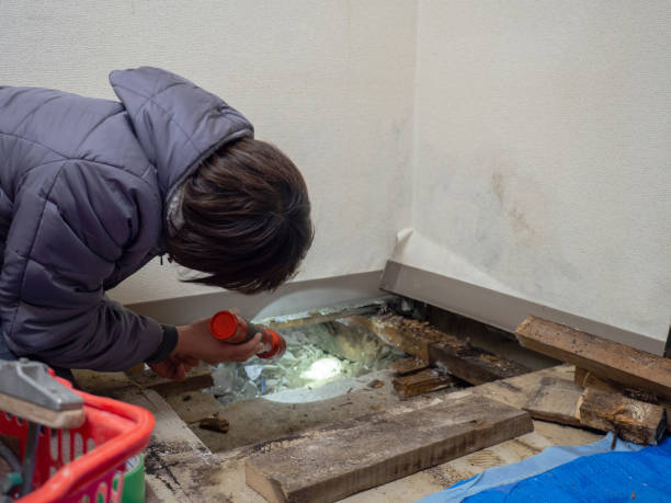 Trusted Mascoutah, IL Mold Removal Experts