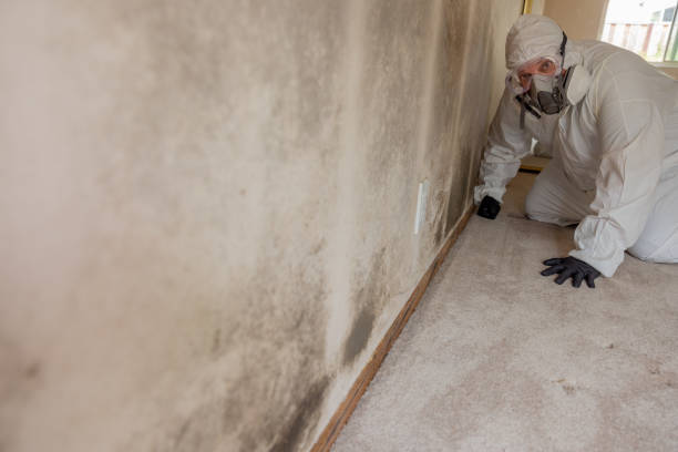 Best Industrial Mold Remediation  in Mascoutah, IL